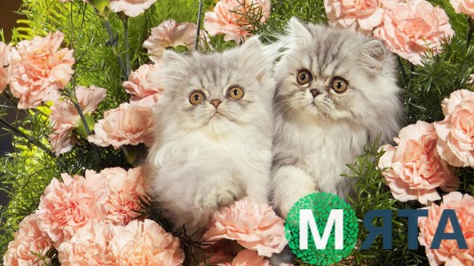 Їстівна картинка Коти