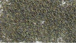 Сушені квітки Лаванди