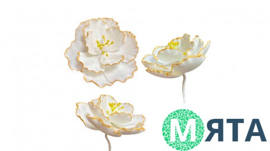 Цукрова квітка Камелія