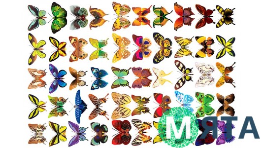 Бабочки маленькие