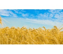 Пшеничное поле