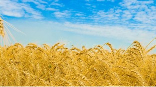 Пшеничное поле