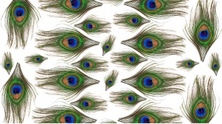 Перо Павлина