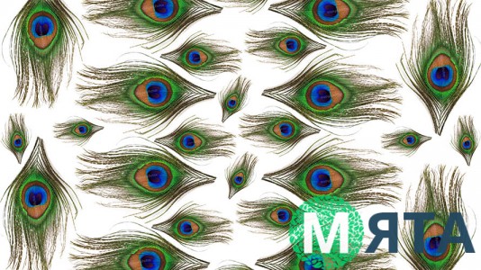 Перо Павлина