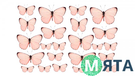 Бабочки 12