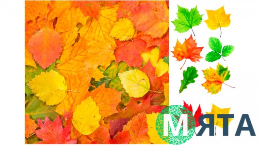 Съедобная картинка Осенний лист 1