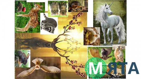 Лесные звери