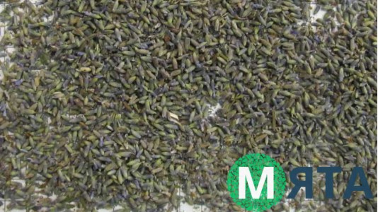 Сушеные цветки Лаванды