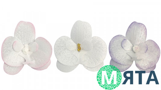 Вафельная Орхидея