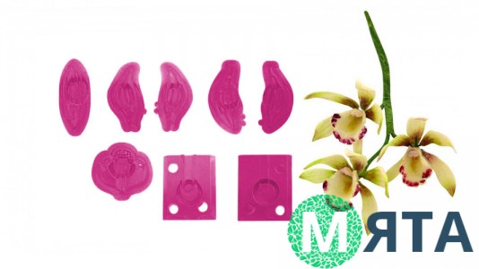 Вырубка Орхидея Цимбидиум