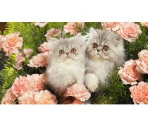 Їстівна картинка Коти