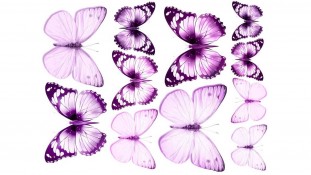 Їстівна картинка Метелики 19