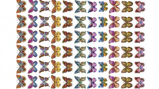 Бабочки 2