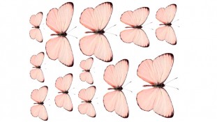 Бабочки 7