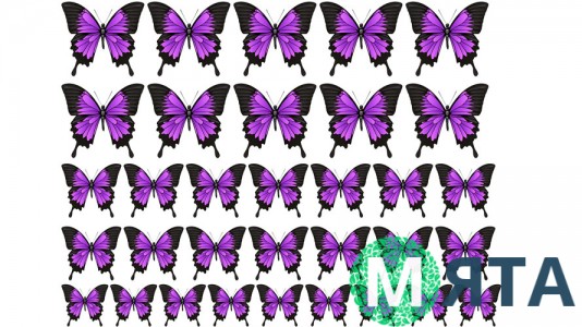 Бабочки 8