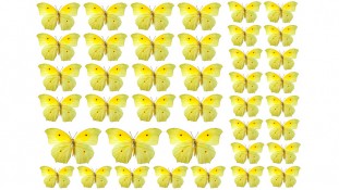 Бабочки 13