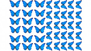 Бабочки 15