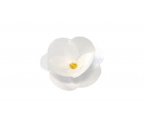 Вафельный цветок Камелия